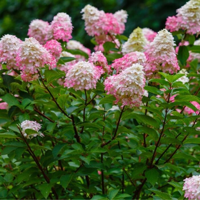 Pluimhortensia (Hydrangea paniculata Vanille Fraise )