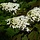 Eikenbladhortensia (Hydrangea quercifolia )