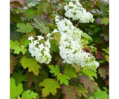 Eikenbladhortensia - Hydrangea quercifolia