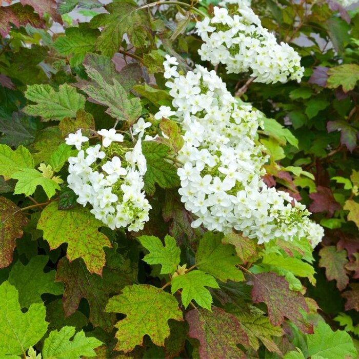 Eikenbladhortensia (Hydrangea quercifolia )