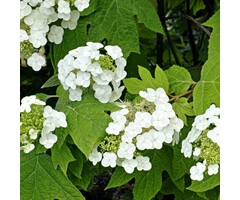 Eikenbladhortensia - Hydrangea quercifolia Snowflake