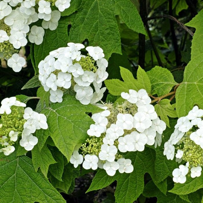 Eikenbladhortensia (Hydrangea quercifolia Snowflake)