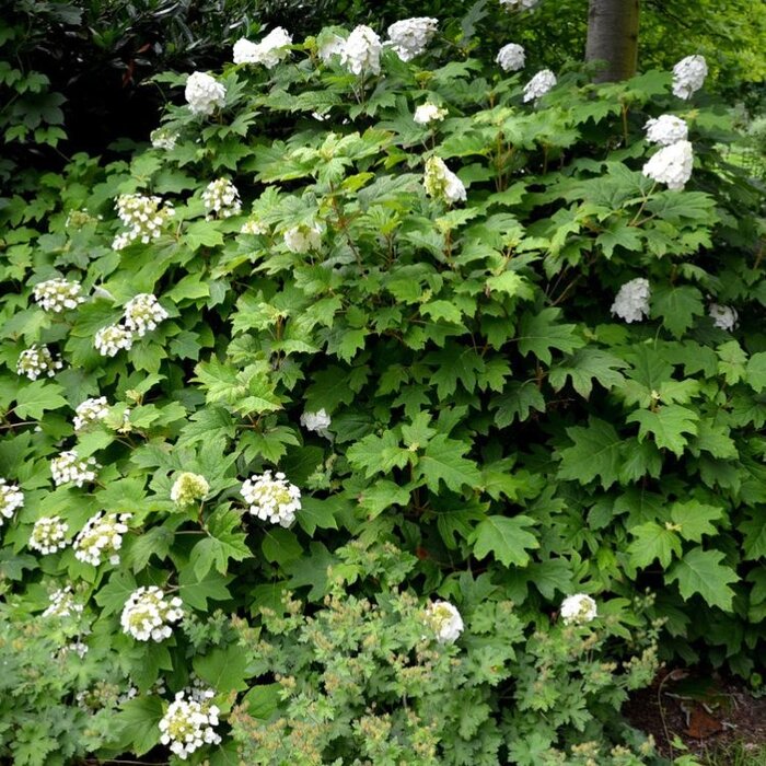 Eikenbladhortensia (Hydrangea quercifolia Snowflake)