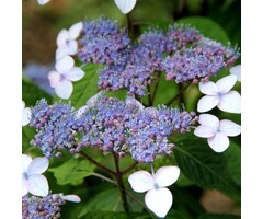 Schermhortensia - Hydrangea serrata 'Bluebird'