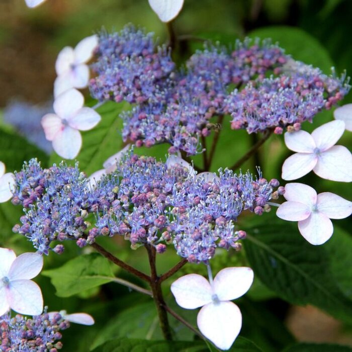 Schermhortensia (Hydrangea serrata 'Bluebird')