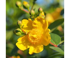 Hertshooi - Hypericum 'Hidcote'