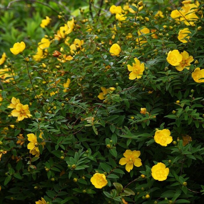 Hertshooi (Hypericum 'Hidcote')