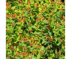 Hertshooi - Hypericum 'Miracle Attraction'