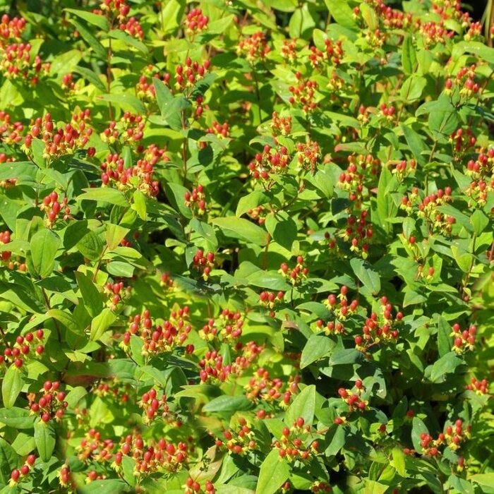 Hertshooi (Hypericum 'Miracle Attraction')