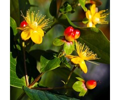 Hertshooi - Hypericum 'Miracle Marvel'