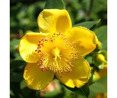 Hertshooi - Hypericum moserianum