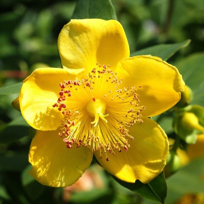 Hertshooi (Hypericum moserianum)
