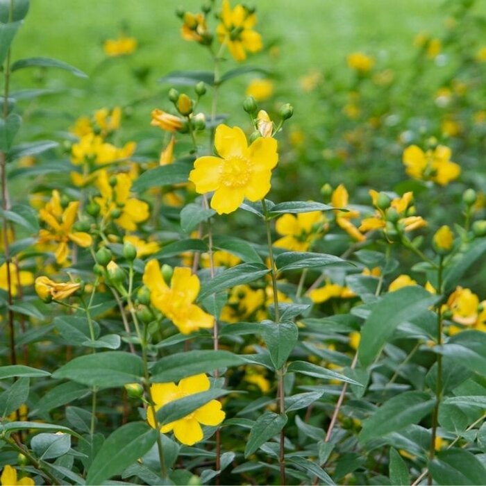 Hertshooi (Hypericum moserianum)