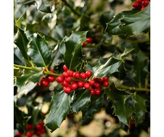 Blauwe hulst - Ilex meserveae 'Blue Angel'