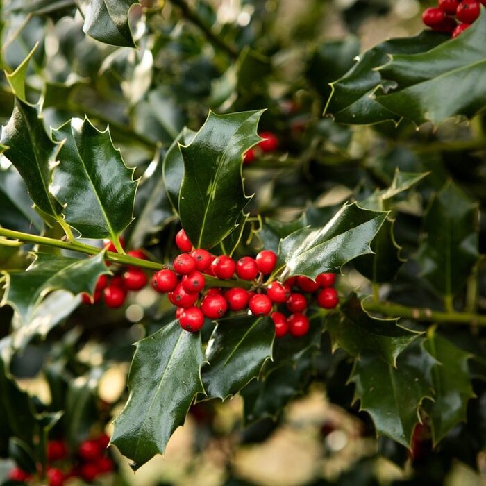 Blauwe hulst (Ilex meserveae 'Blue Angel')