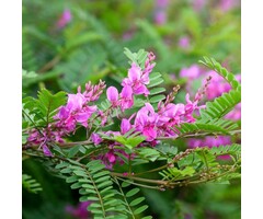 Indigostruik - Indigofera heterantha