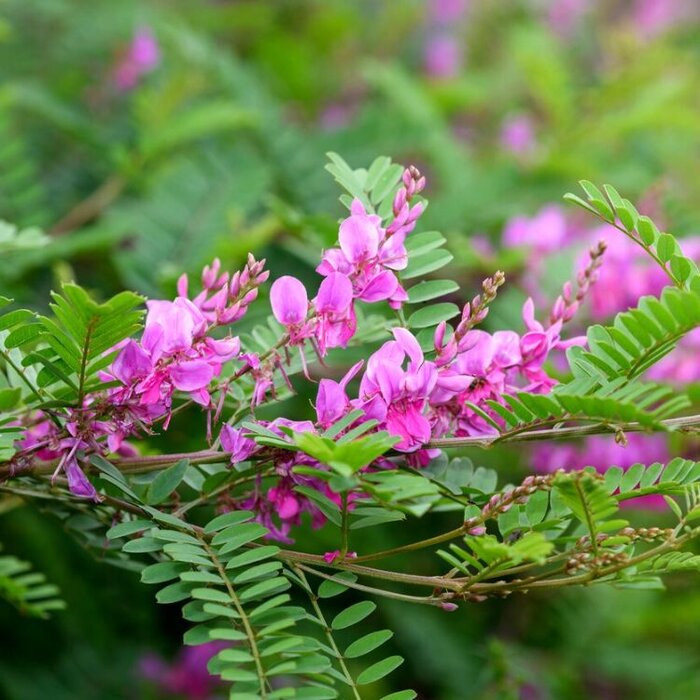 Indigostruik (Indigofera heterantha)