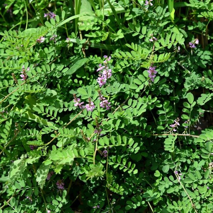 Indigostruik (Indigofera heterantha)