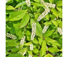 Bloemwilg - Itea virginica 'Henry's Garnet'