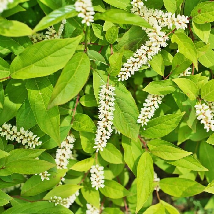 Bloemwilg (Itea virginica 'Henry's Garnet')