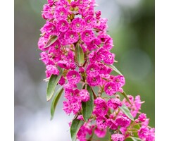 Lepelstruik - Kalmia angustifolia 'Rubra'