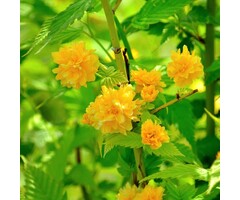 Ranonkelstruik - Kerria japonica 'Pleniflora'