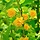 Ranonkelstruik (Kerria japonica 'Pleniflora')