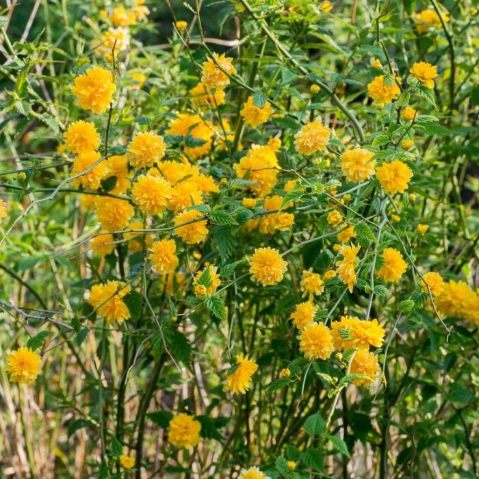 Ranonkelstruik (Kerria japonica 'Pleniflora')