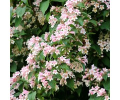 Koninginnenstruik - Kolkwitzia amabilis