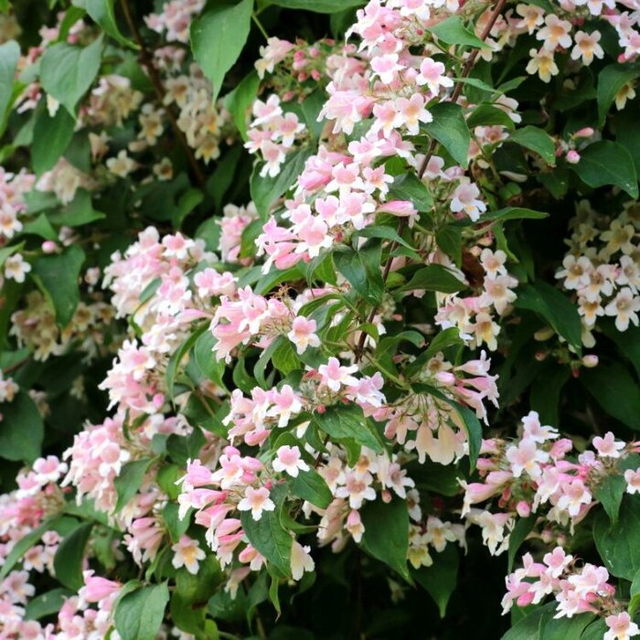 Koninginnenstruik (Kolkwitzia amabilis)