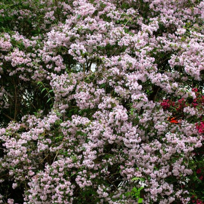 Koninginnenstruik (Kolkwitzia amabilis)