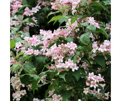Koninginnenstruik - Kolkwitzia amabilis 'Pink Cloud'
