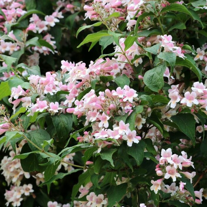 Koninginnenstruik (Kolkwitzia amabilis 'Pink Cloud')