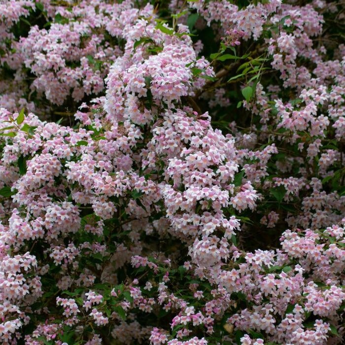 Koninginnenstruik (Kolkwitzia amabilis 'Pink Cloud')