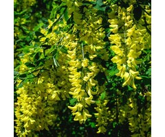 Goudenregen (Struik) - Laburnum watereri 'Vossii'