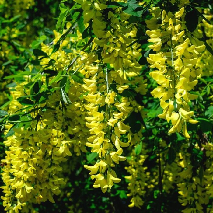 Goudenregen (Struik) - Laburnum watereri 'Vossii'