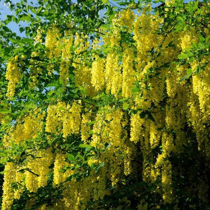 Goudenregen (Struik) - Laburnum watereri 'Vossii'