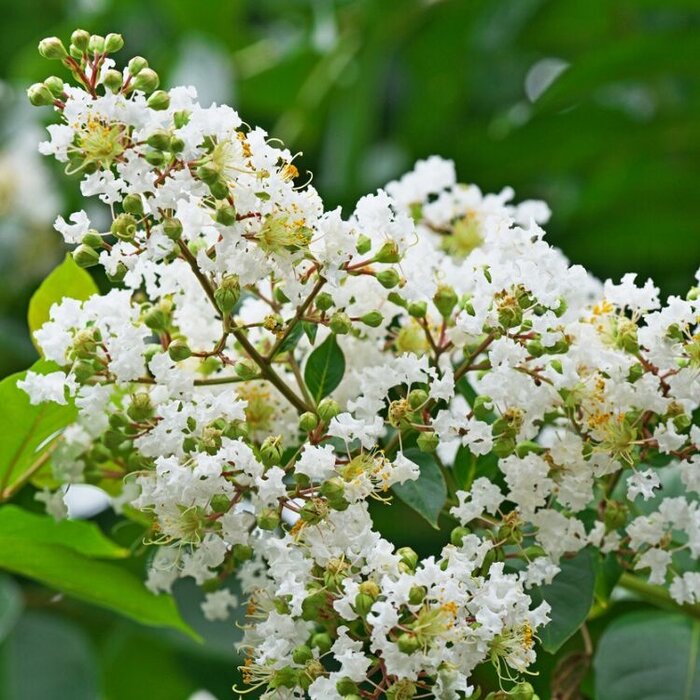 Elfensering (Lagerstroemia Wit)