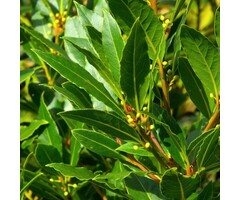 Laurier - Laurus nobilis