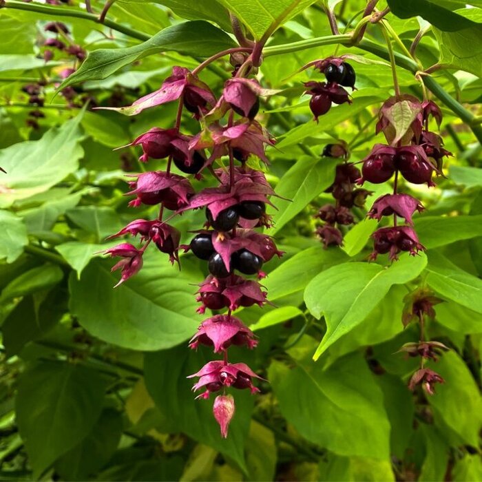 Fazantenbes (Leycesteria formosa 'Purple Rain')