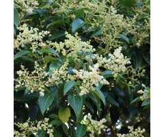 Liguster - Ligustrum lucidum