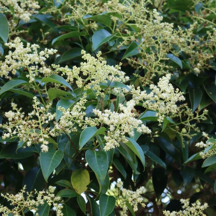 Liguster (Ligustrum lucidum)