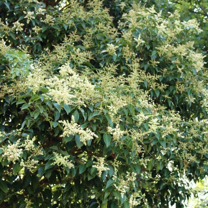 Liguster (Ligustrum lucidum)