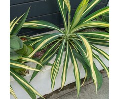 Palmlelie - Yucca flaccida 'Golden Sword'