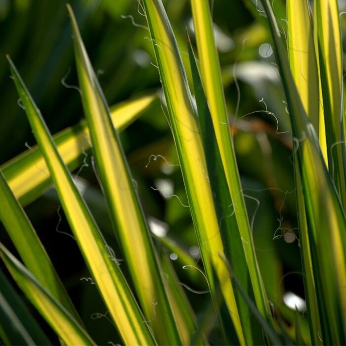 Palmlelie (Yucca filamentosa Yucca flaccida 'Golden Sword')