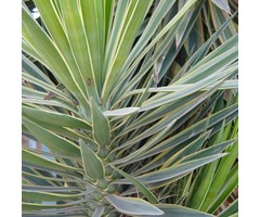 Palmlelie - Yucca filamentosa 'Bright Edge'