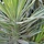 Palmlelie (Yucca filamentosa 'Bright Edge')