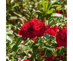 Bodembedekkende roos - Rosa 'Fairy King'