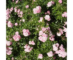 Bodembedekkende roos - Rosa 'The Fairy'