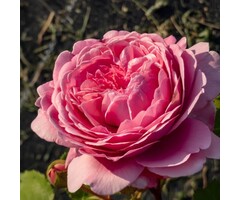 Grootbloemige roos Roze